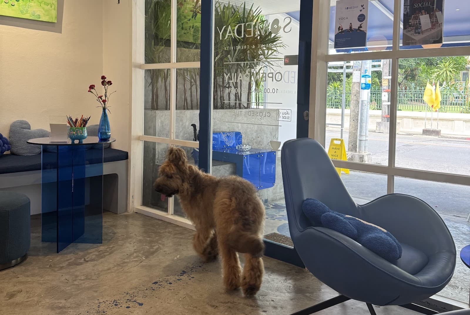 Someday Cafe — a dog-friendly spot