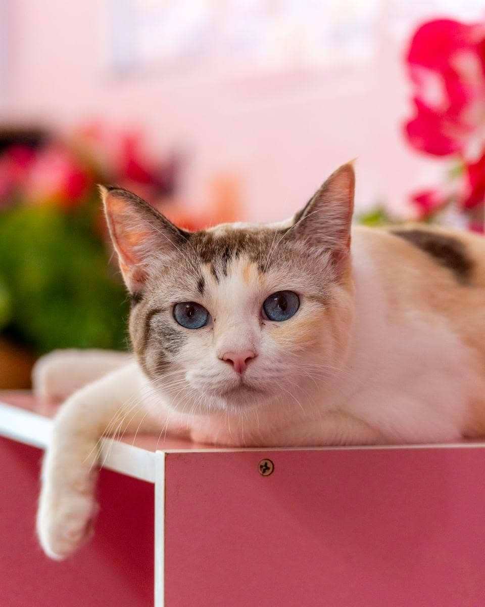 Neko Cat Cafe Phuket
