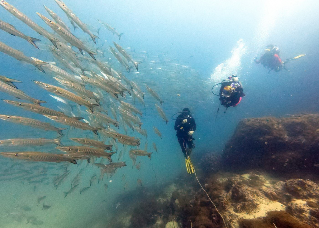 Scuba divers exploring Hin Bai dive site near Phuket, surrounded by a school of barracuda in clear tropical waters.